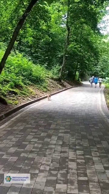 Лиса выбежала на тропинку. Железноводск. Теренкур. смотреть онлайн