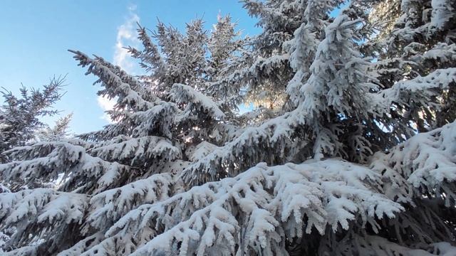 Гора Ягідна Микуличин. Зимовий похід. Гірськолижний курорт Ворохта смотреть онлайн