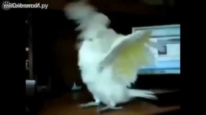 Смешные попугаи танцуют