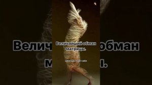 Клип @cr_istochnik