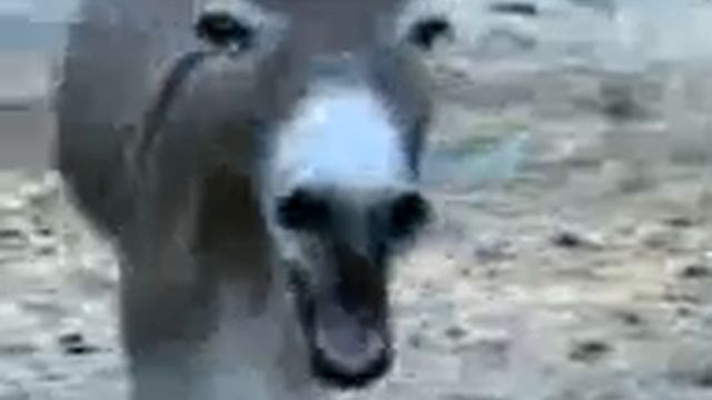 Эшак хаха смотреть онлайн