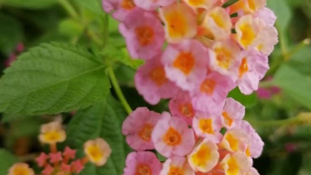 Таиланд часть 3 смотреть онлайн