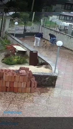 Сногсшибательная радость😂 ( видео про собак )