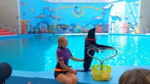 Дельфинарий Акварель Алушта 2018 июнь