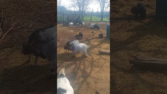 Камерунские козы