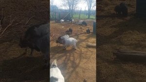 Камерунские козы