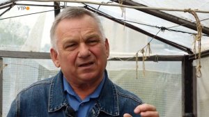 Лучший способ защиты тепличных растений от белокрылки