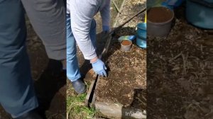 Посадка лука севка.
Видео с Оксаной Шальневой г.Хабаровск