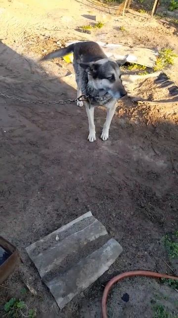 Завтрак🍲 у Дружка🐕 как всегда в 6 утра... смотреть онлайн