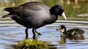 Лысухины 1 сезон 1 серия