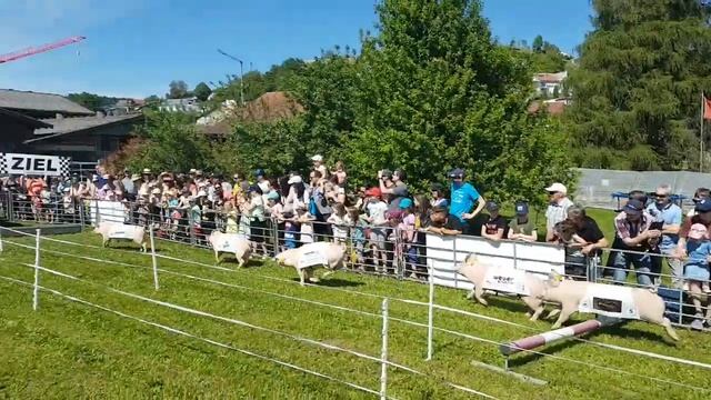 Забег свиней в Швейцарии смотреть онлайн