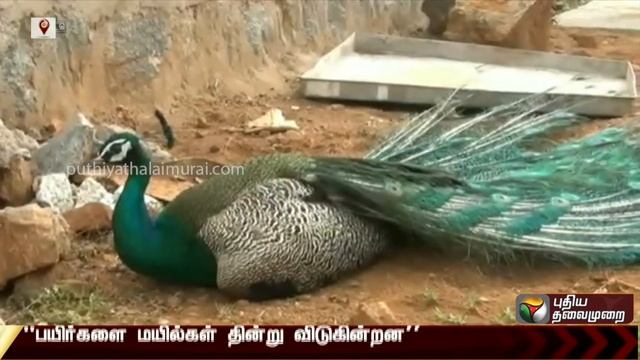 மயில்களுக்கு சரணாலயம் அமைத்து தருக: பெரம்பலூர் விவசாயிகள் கோரிக்கை | Perambalur | Farmers
