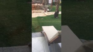 Xperience sea breeze resort 5* обзор номера