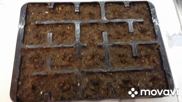 Эксперимент. Выращиваю турецкий перец.