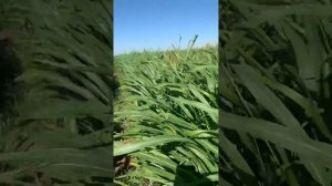 Жемчужное просо Нутрифид