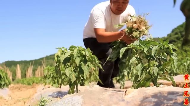 【合集】孜然炒肉外焦里嫩，三兄弟来一碗葫芦烩面片，陕北人的晚餐老香了！【黄土兄弟】 смотреть онлайн