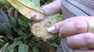 Обрезка пандануса, с последующей посадкой на укоренение.