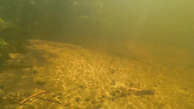 Подводная охота на голавля .Река Лесная. смотреть онлайн