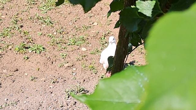 281 ЧТО НИ ТЕАТР АБСУРДА ТО КАЖДЫЙ ДЕНЬ - ПРЕМЬЕРА