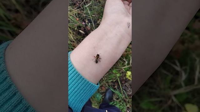 Пчелоужаление