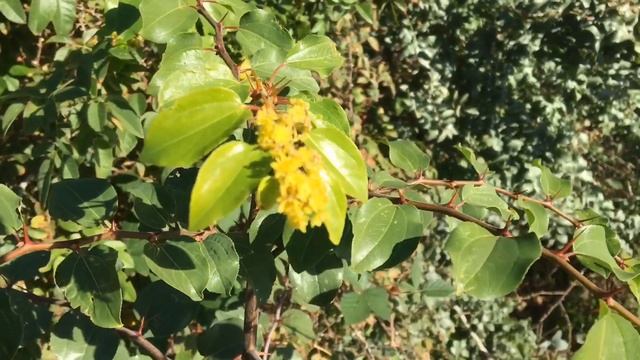 Цветущий Геленджик 3 ноября 2018 г. смотреть онлайн