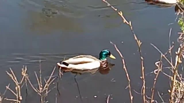 Природа ,санаторий Воровского. смотреть онлайн