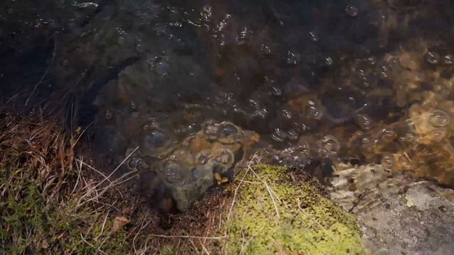 Встреча с медведем на озере Тахо: хайкинг, водопады, трейлы и кемпинг! смотреть онлайн