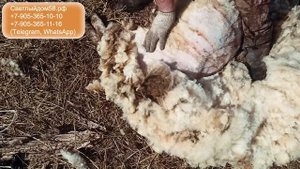 Машинка для стрижки овец. Лучшая, хорошая, надёжная, недорогая, качественная, немецкая, советская