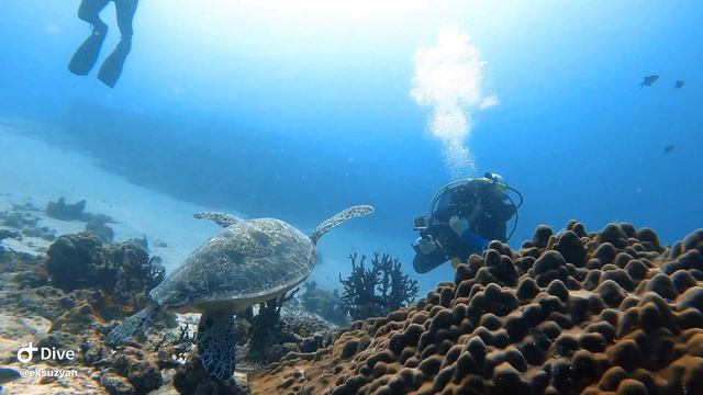 Акулы острова Расду. смотреть онлайн