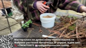 Реалити-шоу «Будни начинающего питомниковода» – Дела в питомнике в апреле. Часть 23.