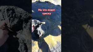 На что ловят треску