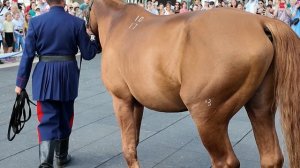 Презентация донской породы. Фестиваль отечественных пород лошадей в парках Москвы