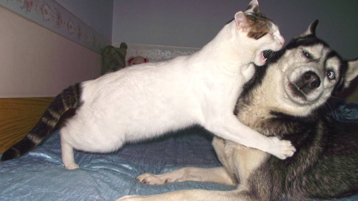 ЛУЧШИЕ ПРИКОЛЫ про ЖИВОТНЫХ! СМЕШНЫЕ ВИДЕО Кошек и Собак смотреть онлайн