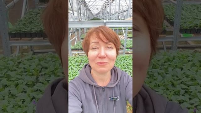 ПРоцветай Однолетники