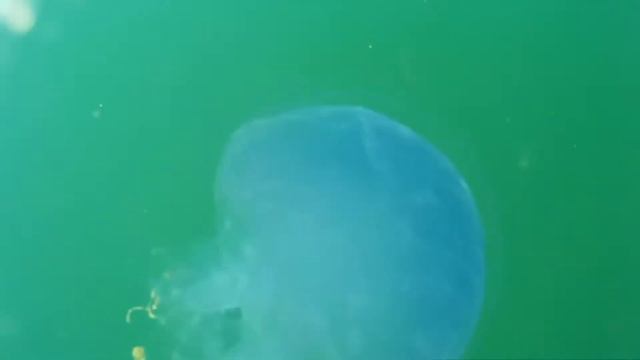 Медузааа мы друзьяяя пгт. Николаевка смотреть онлайн