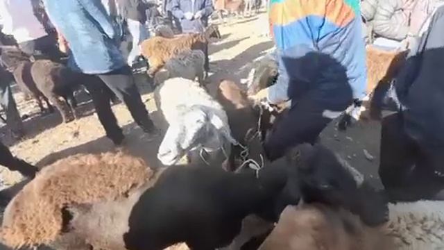 Нархи барачаҳо Ғуноҷин буқачои майда барои бастан бони кардан молбозори Ёвон 25 апрел 2023 смотреть онлайн