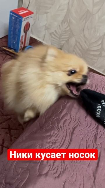 Шпиц Ники кусает носок
