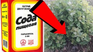 Как избавиться от поросли За 3 Секунды!