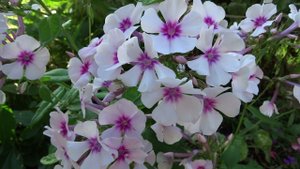 Флокс метельчатый Свизл Phlox paniculata Swizzle - Автор: J.Verschoor 2007г.