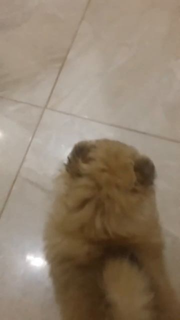 Девочки шпица оранжевые смотреть онлайн