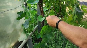 Прививка винограда чёрным в зелёное. Платовский на Ркацители. 9.06.24