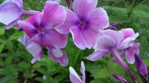 Флокс КРАСОТКА - обзор, описание, цветение, отзыв.