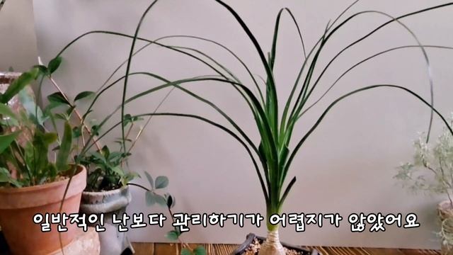 독구리난 키워보기