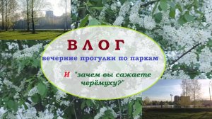 ВЛОГ.Вечерние прогулки.Зачем вы сажаете черёмуху