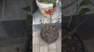 Моя цитрусовая история)))