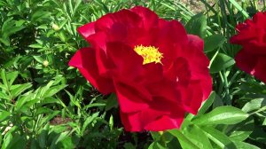 Пион Макинак Гранд / Peony Mackinac Grand - Сад на Волхове