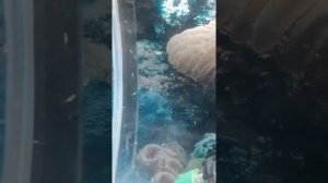 Мальки барбуса суматранского 3 день как поплыли