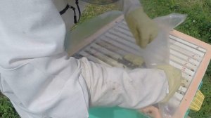 Объединил рои, пчелы убили матку, подсаживаю матку в клеточке