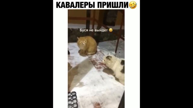 ЛУЧШИЕ ПРИКОЛЫ С ЖИВОТНЫМИ #1😂Ор Выше Гор💩 Смотреть Всем 2020 смотреть онлайн