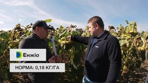 Демополе ТОВ «Сингента» на базі господарства ТзОВ "Ольга" 07.09.2021